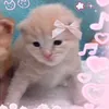 preppycatzzzz