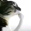 akntha_