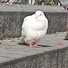 this_guy310