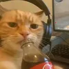 sigamm_doidii