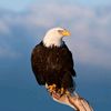 eagle.2115