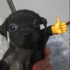 baby_shark.tv