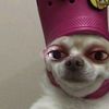 aleafofjulie