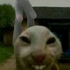 mokk_len
