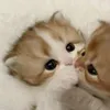 twinklefart62