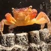 impostercrab