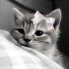 minaspamms123