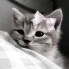 shxn_luvsu