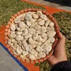 cỏ máu chuẩn rừng01
