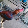 _ayam.geprek01