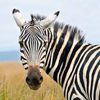 aku.zebra