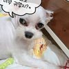 jaecheol_cho