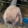 schleichlouise