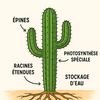 k.m1222.cactus.du.desert
