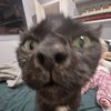 pepper..ok