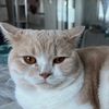 daisy_britishshorthair