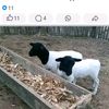michaelwahome255