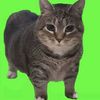 fatiratsaury
