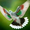 japrot966
