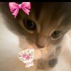 fairy_smsm