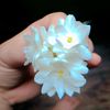 aysha.rehman38