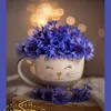 alaahussain7847
