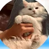 sina_2013