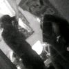 .dayami3