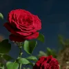 user8138161484606