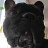 frenchbuldogvenya