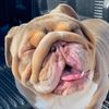 Bulldogs