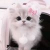dodo.mohamed065