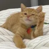 pets.funny.cat223