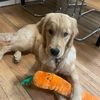 goldenbearlucy