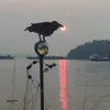 panudyy_