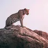 semcontar8