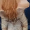 streaberi