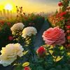 suher.allus