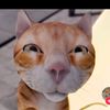PP oyen