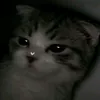 ftoftofto_top