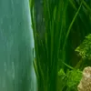 lenard_aquatics2
