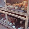 niffersfarm