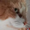 roni_92948