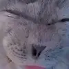 silovqusfzb