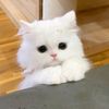urlove_814