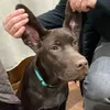 the_chocolate_labrador