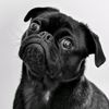 Funny Animal Vids