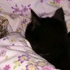 le_chat_rouge6