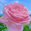 🌺🌺 بنت الجنوب🌺🌺