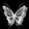 3i9butterfly8311